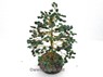 Picture of Green Aventurine 300bds Tree, Picture 1