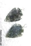 Picture of Moss Agate arrowhead pendant, Picture 1
