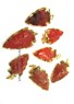 Picture of Red Cornelian Gold Eletroplated Arrowhead Pendant, Picture 1
