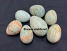Picture of Aquamarine Eggs, Picture 1